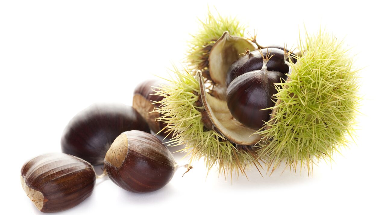 Horse Chestnut in OstyHealth